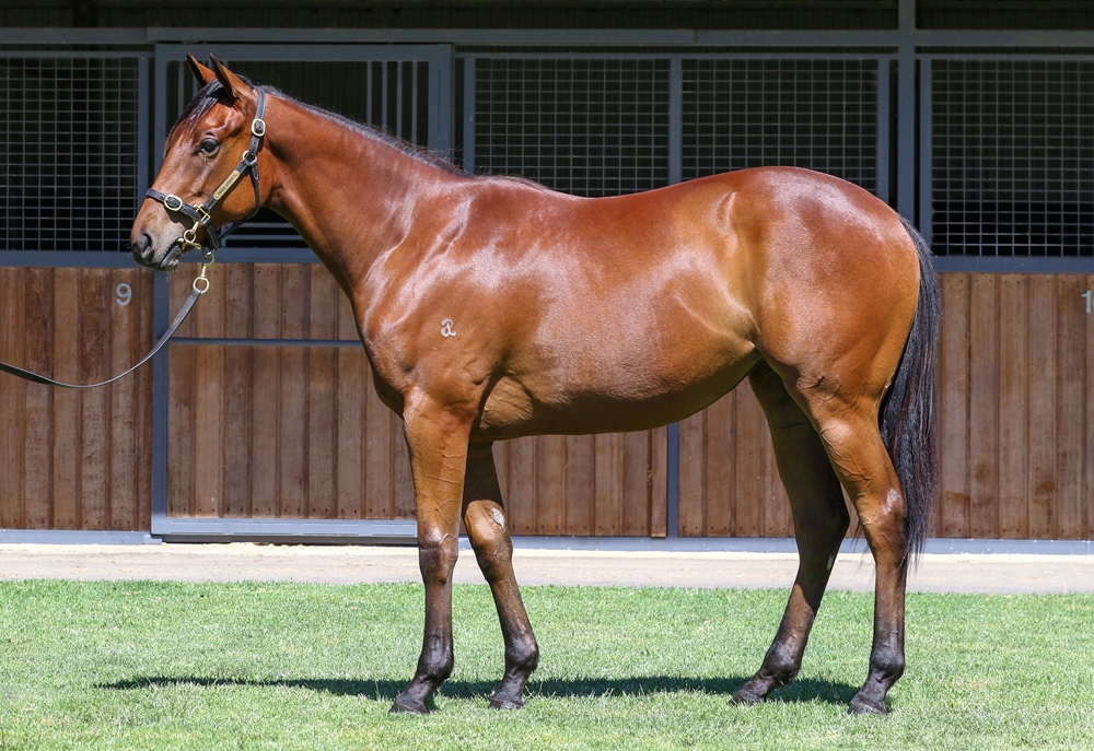 Paulele (AUS) / Marrakesh (AUS) 2024 Filly - Image 1