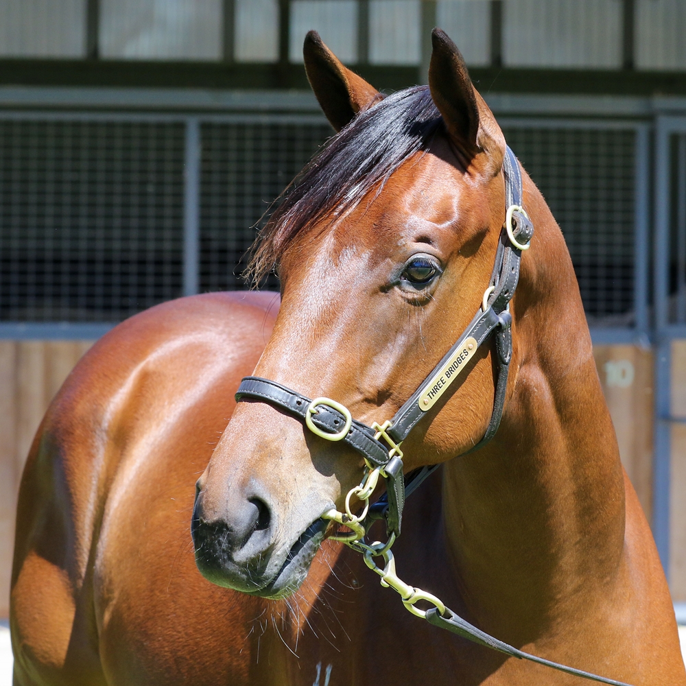 Paulele (AUS) / Marrakesh (AUS) 2024 Filly - Image 2