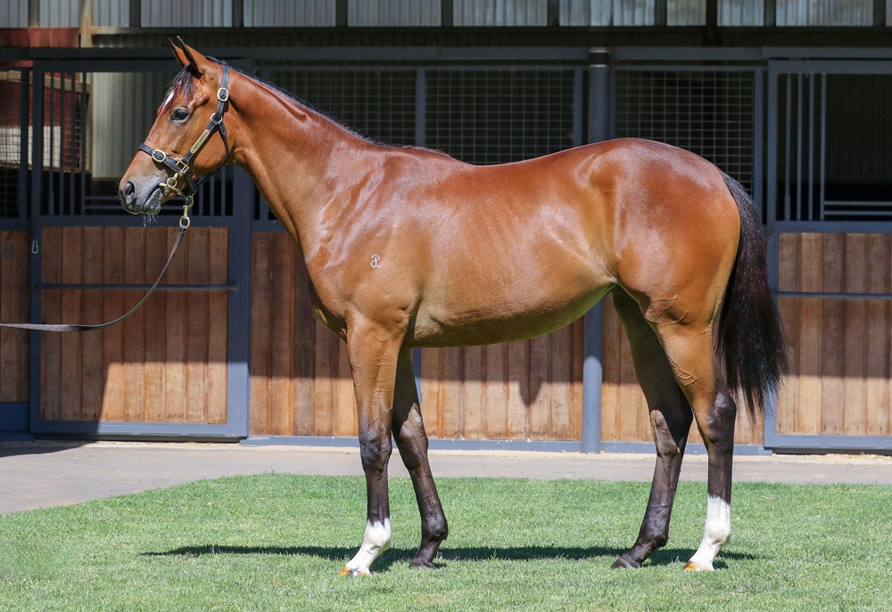 Night of Thunder (IRE) / Mist Moment (IRE) 2024 Filly - Image 1