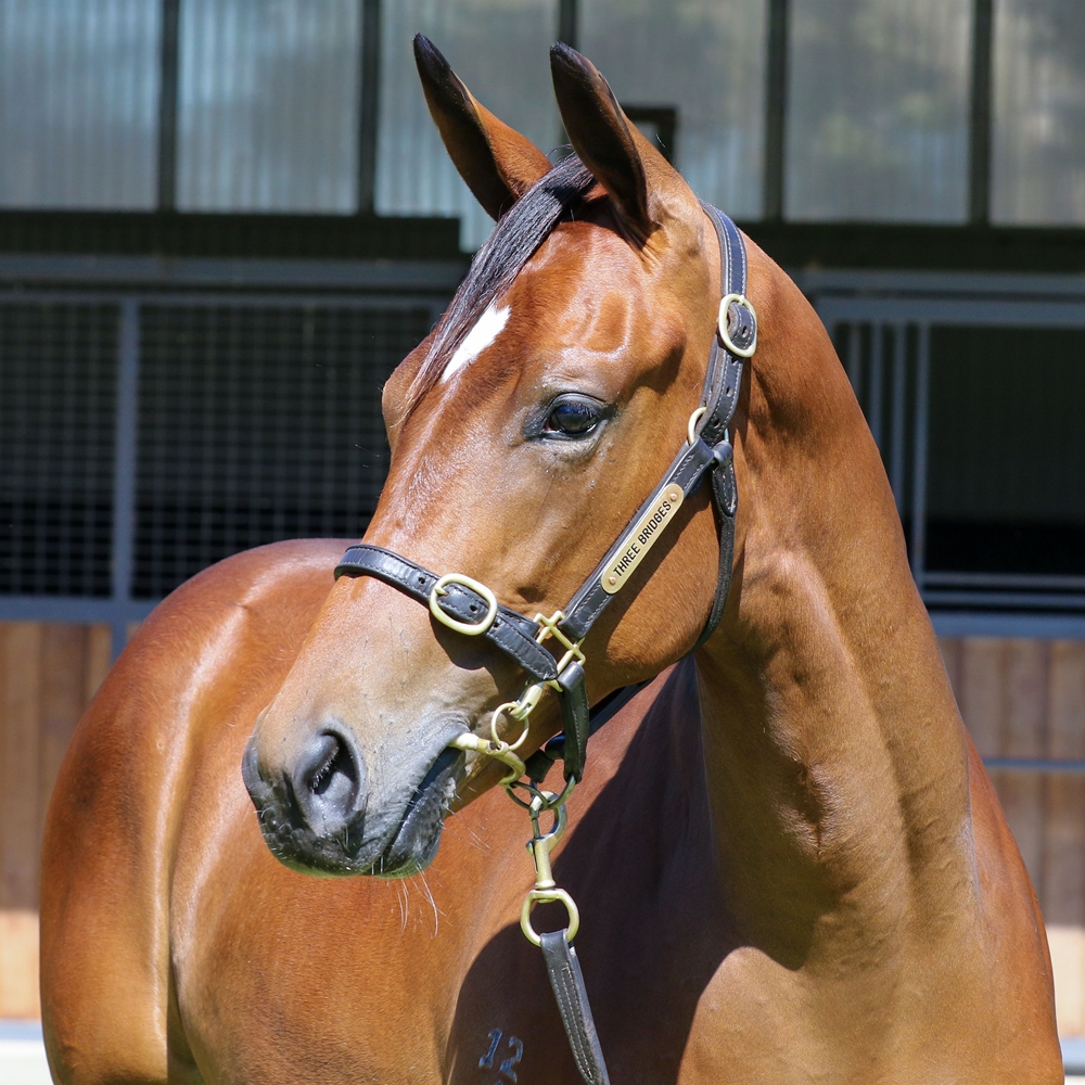 Night of Thunder (IRE) / Mist Moment (IRE) 2024 Filly - Image 2