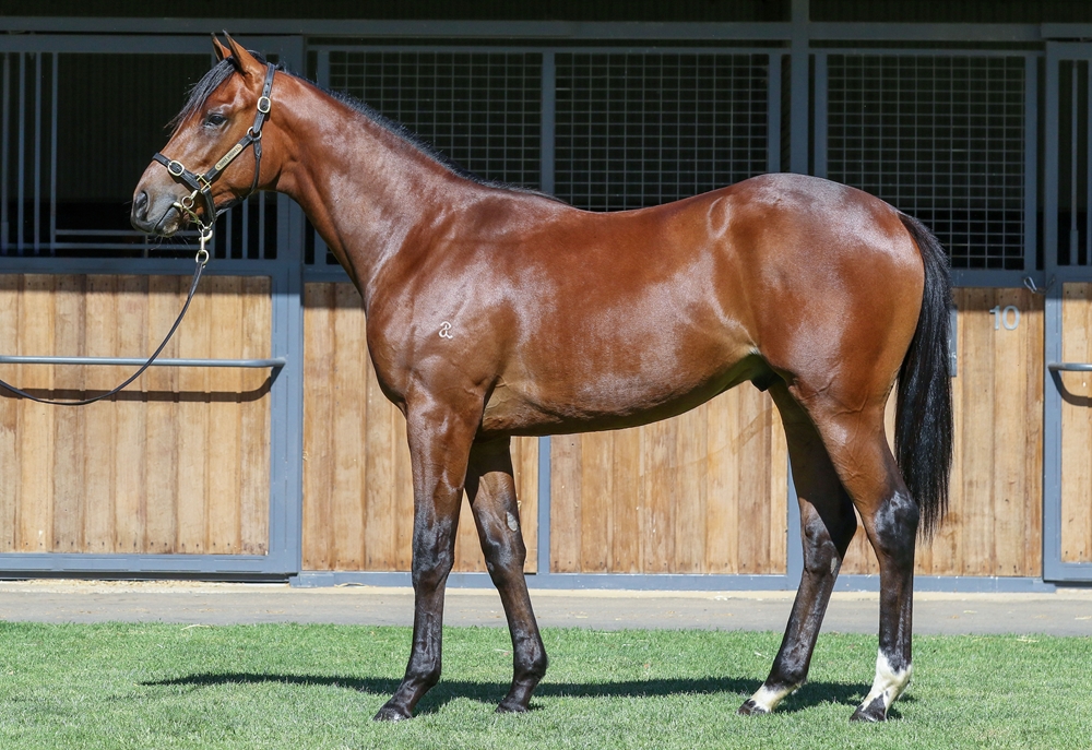 Russian Camelot (IRE) / Quintello (IRE) 2024 Colt - Image 1