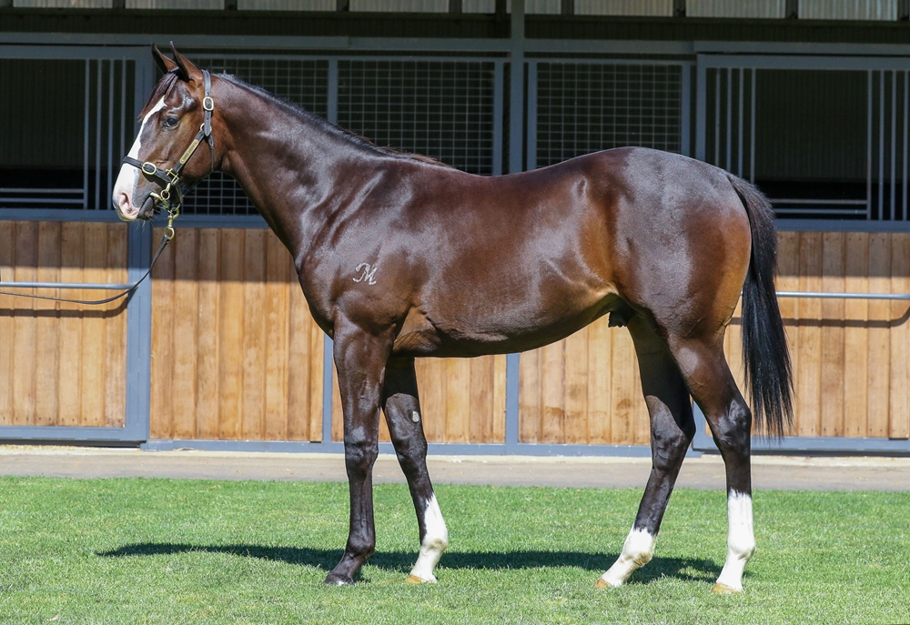 Spirit of Boom (AUS) / Sally's Day (AUS) 2024 Colt - Image 1