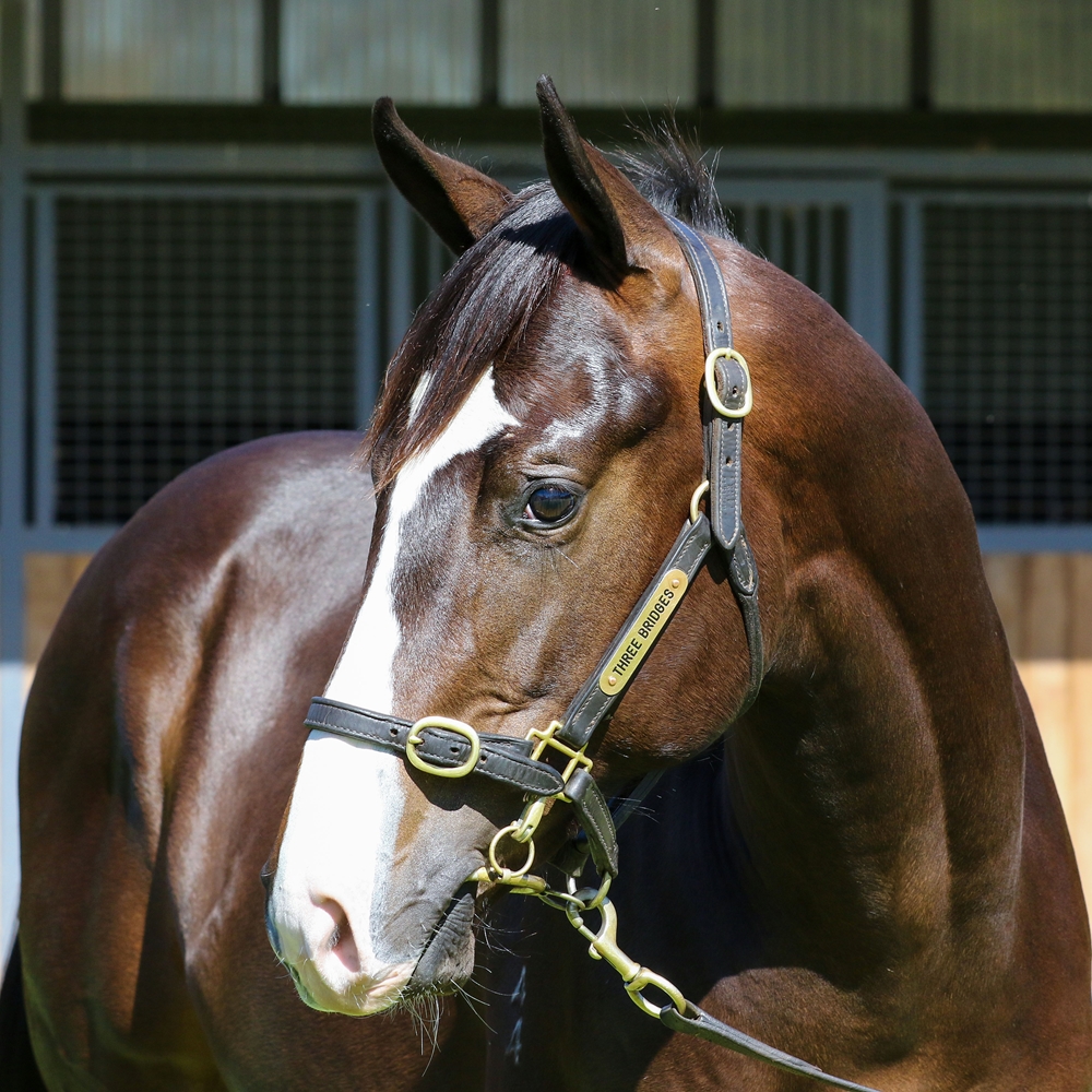 Spirit of Boom (AUS) / Sally's Day (AUS) 2024 Colt - Image 2