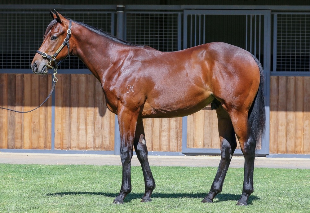 Hellbent (AUS) / Silent Monarch (IRE) 2024 Colt - Image 1