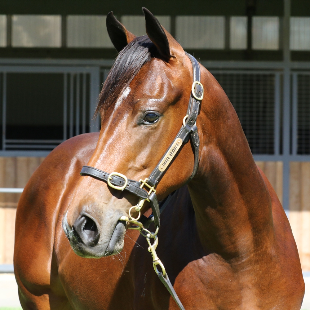 Hellbent (AUS) / Silent Monarch (IRE) 2024 Colt - Image 2