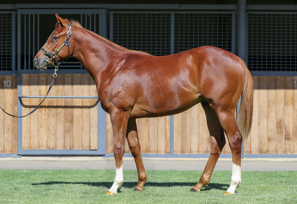 Toronado (IRE) / Tereka (AUS) 2024 Colt - Image 1