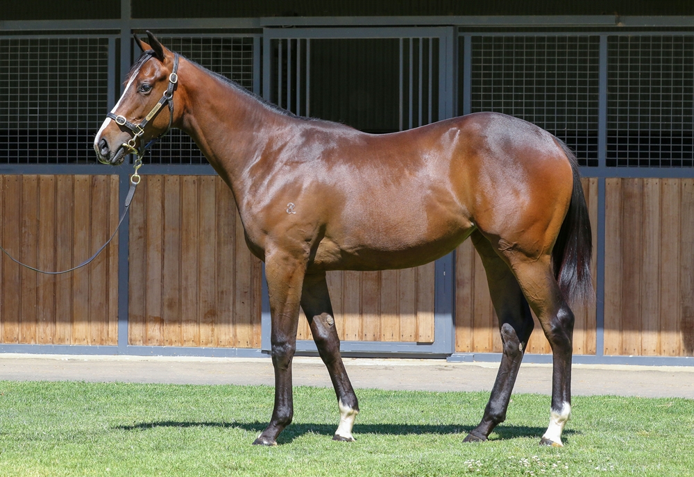 Blue Point (IRE) / Viviette (IRE) 2024 Filly - Image 1