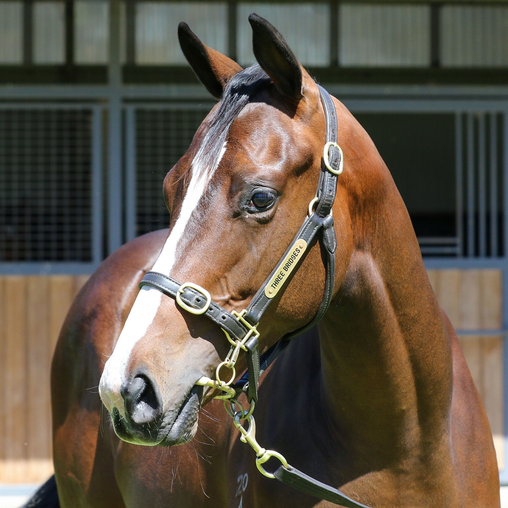 Blue Point (IRE) / Viviette (IRE) 2024 Filly - Image 2