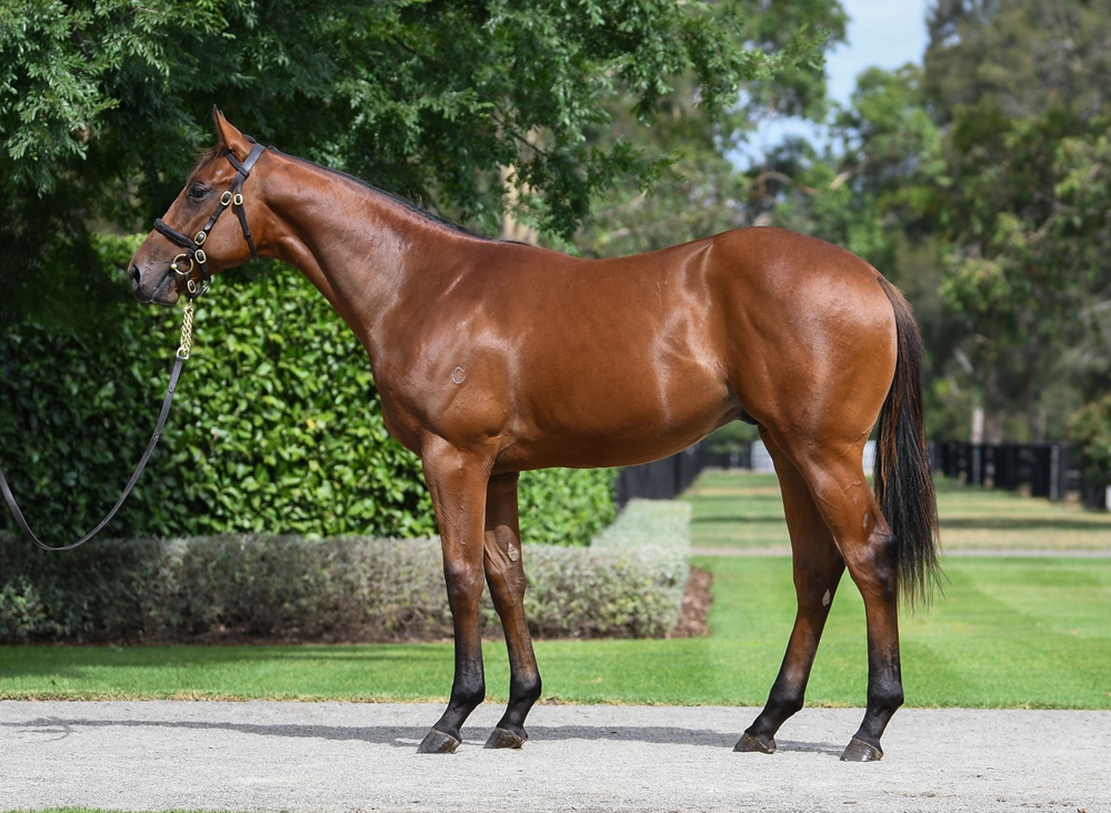 Justify (USA) / Blue Blue Sky (AUS) 2024 Colt - Image 1