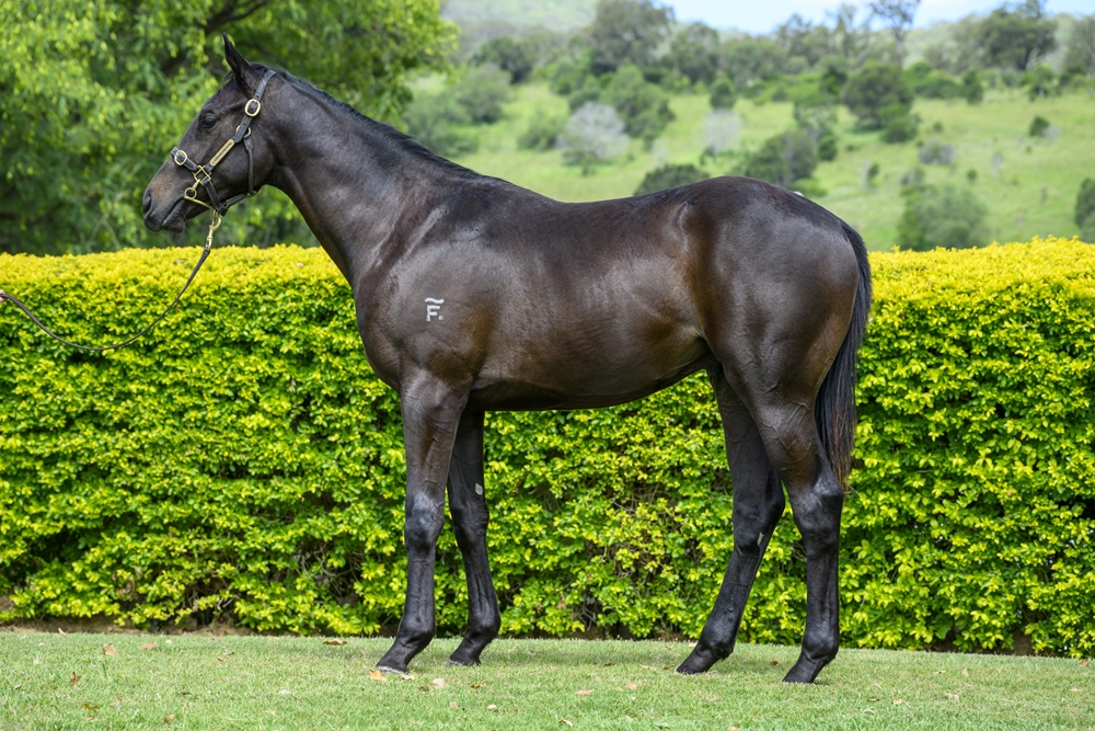 Better Than Ready (AUS) / Epic Emirates (GB) 2024 Colt - Image 1