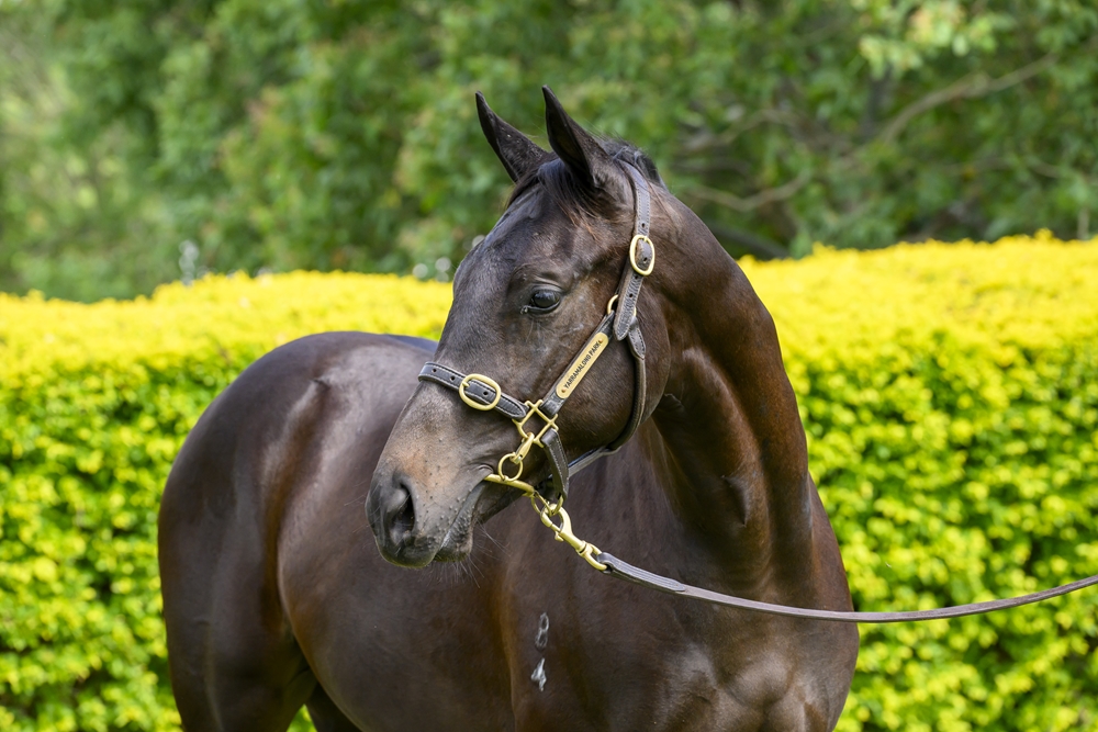 Better Than Ready (AUS) / Epic Emirates (GB) 2024 Colt - Image 2