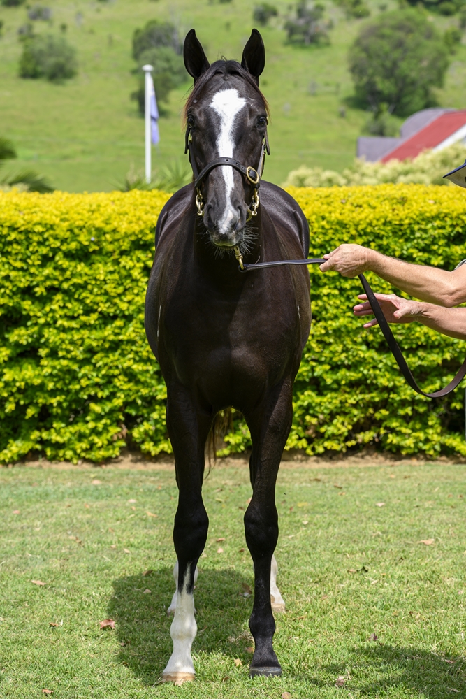 Better Than Ready (AUS) / Angharad (AUS) 2024 Colt - Image 3