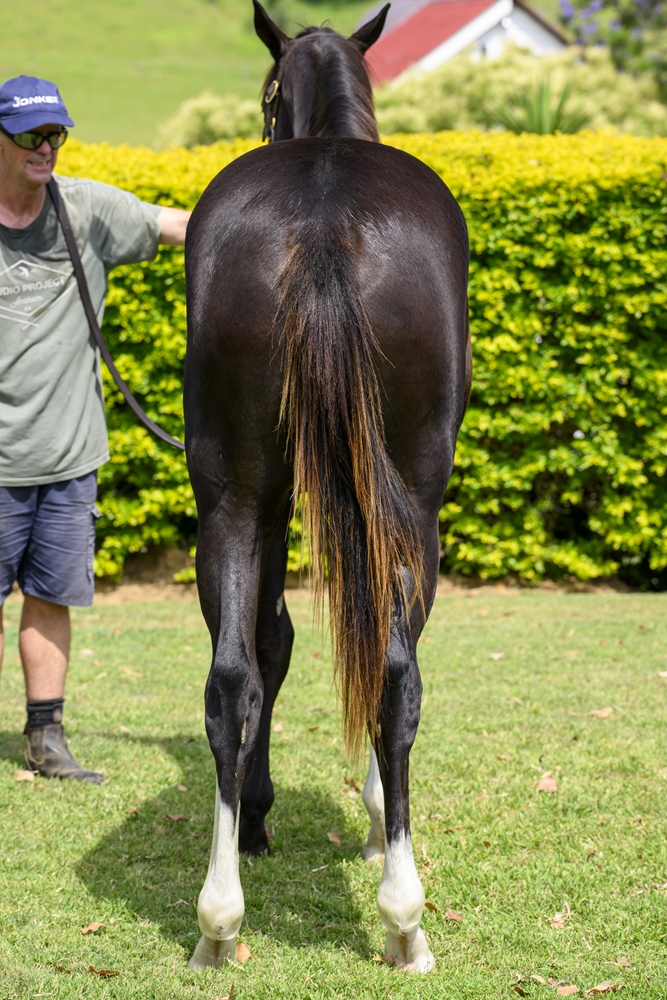 Better Than Ready (AUS) / Angharad (AUS) 2024 Colt - Image 4