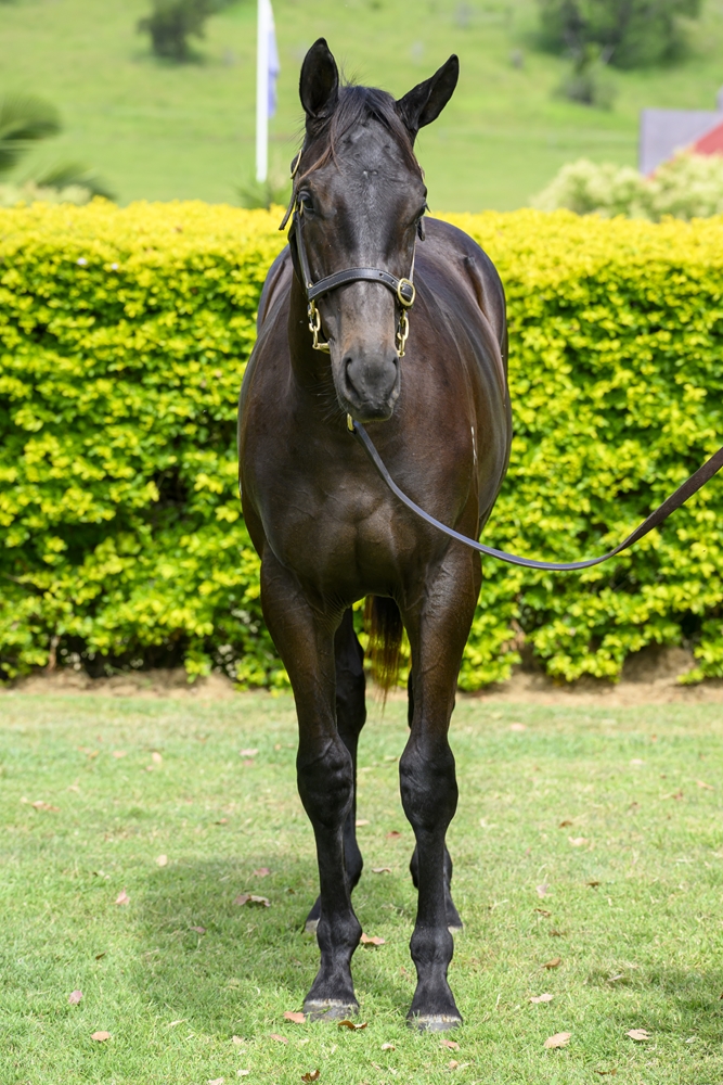 Better Than Ready (AUS) / Epic Emirates (GB) 2024 Colt - Image 3