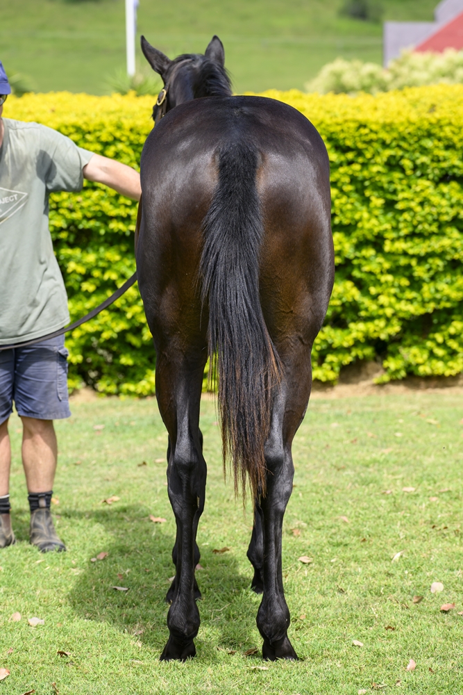 Better Than Ready (AUS) / Epic Emirates (GB) 2024 Colt - Image 4