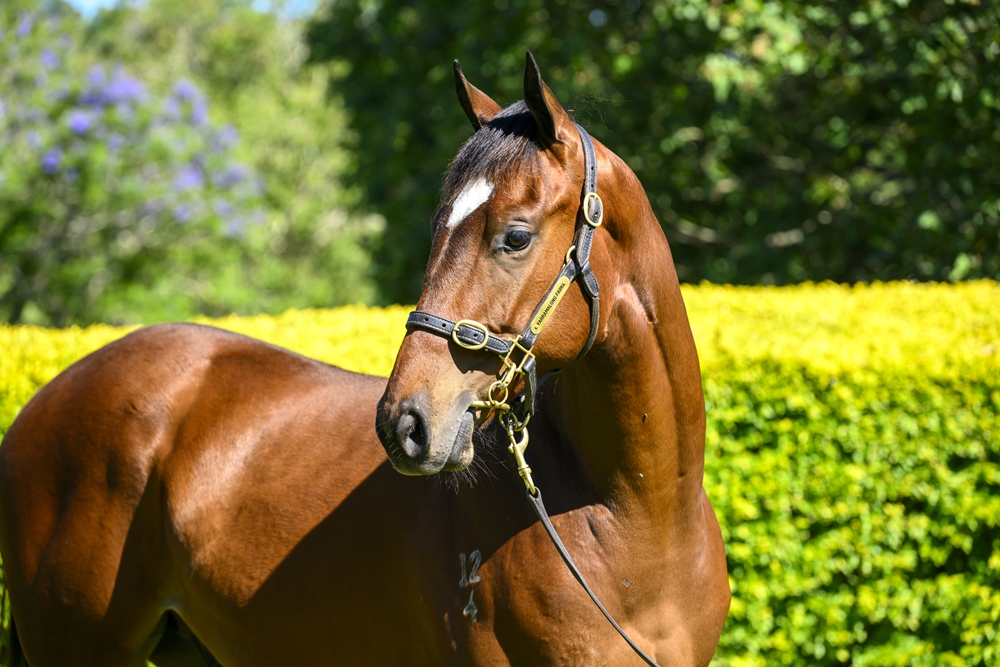 Home Affairs (AUS) / His Glory (USA) 2024 Colt - Image 2