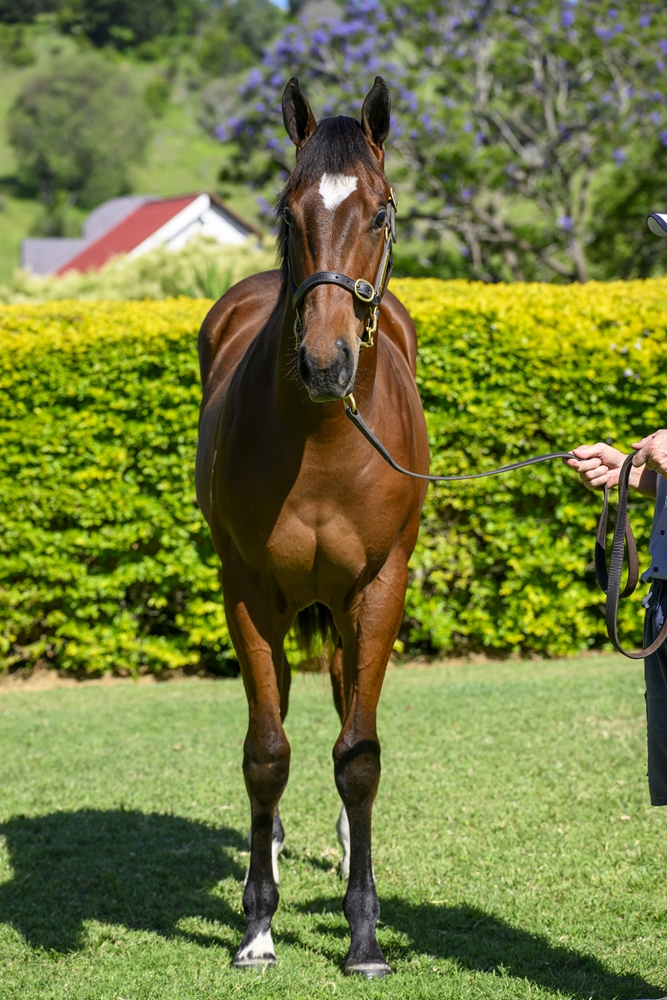 Home Affairs (AUS) / His Glory (USA) 2024 Colt - Image 3