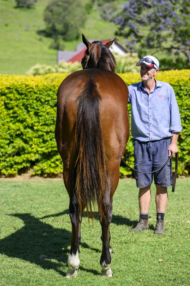 Home Affairs (AUS) / His Glory (USA) 2024 Colt - Image 4