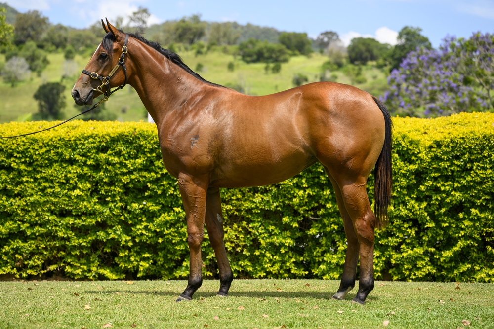 Farnan (AUS) / Newmore (AUS) 2024 Filly - Image 1