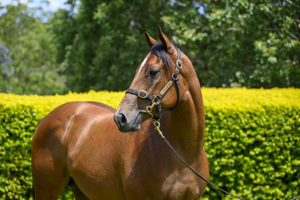 Farnan (AUS) / Newmore (AUS) 2024 Filly - Image 2