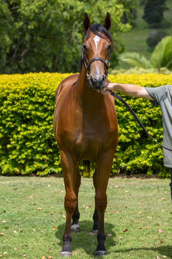 Farnan (AUS) / Newmore (AUS) 2024 Filly - Image 3