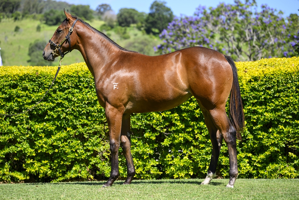 Better Than Ready (AUS) / Not a Single Woman (AUS) 2024 Filly - Image 1