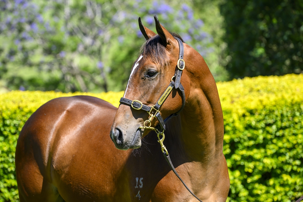 Better Than Ready (AUS) / Not a Single Woman (AUS) 2024 Filly - Image 2