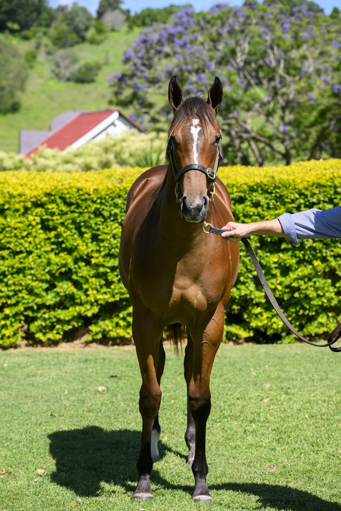 Better Than Ready (AUS) / Not a Single Woman (AUS) 2024 Filly - Image 3