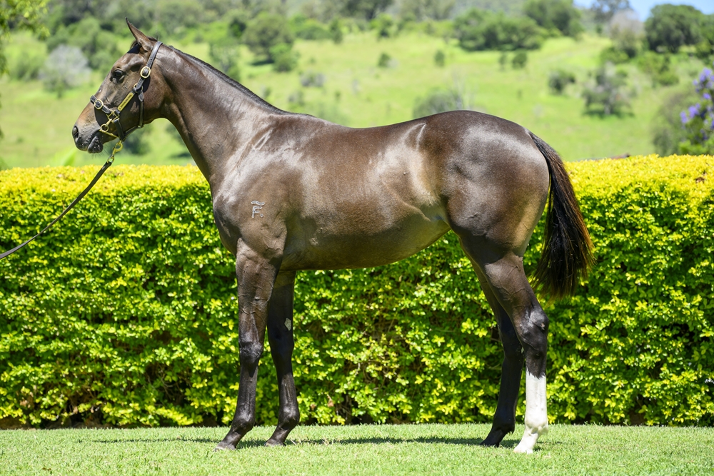 Better Than Ready (AUS) / Yukon Dance (AUS) 2024 Filly - Image 1