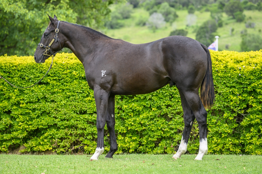 Better Than Ready (AUS) / Hepburn (AUS) 2024 Colt - Image 1