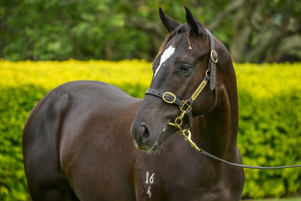 Better Than Ready (AUS) / Hepburn (AUS) 2024 Colt - Image 2