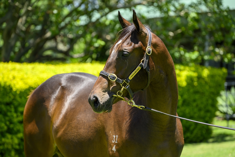 Better Than Ready (AUS) / Istiraaha (AUS) 2024 Filly - Image 2