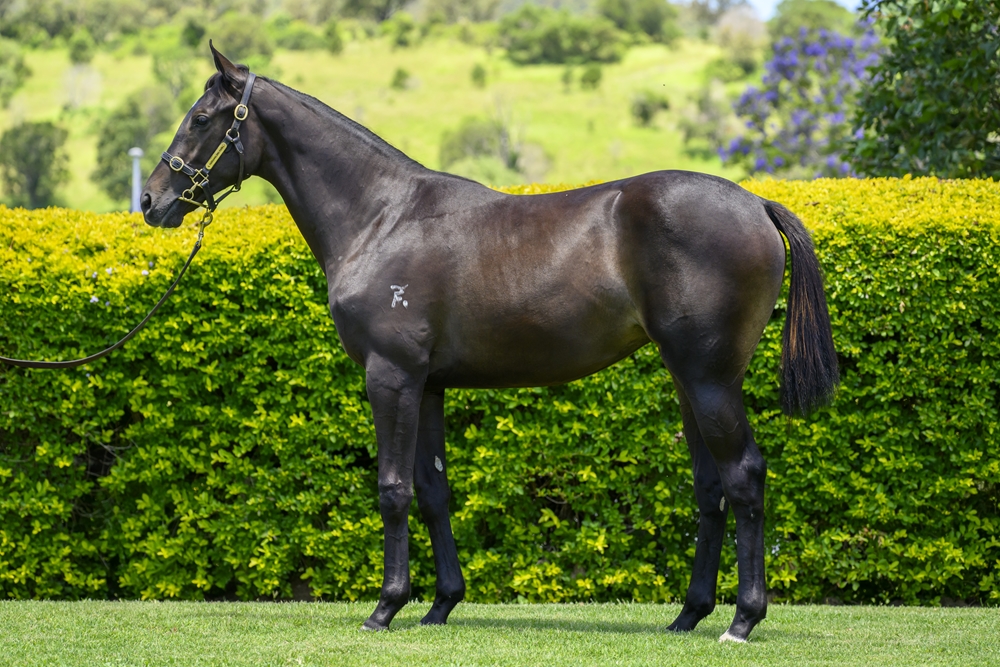 Tagaloa (AUS) / Madrean (AUS) 2024 Filly - Image 1