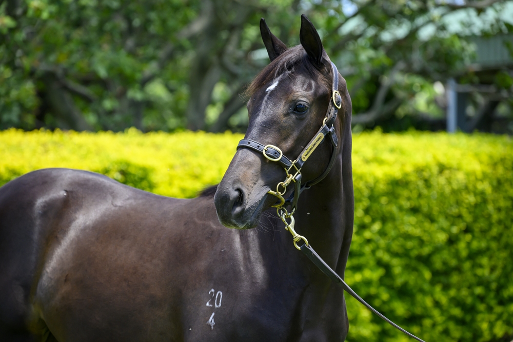 Tagaloa (AUS) / Madrean (AUS) 2024 Filly - Image 2