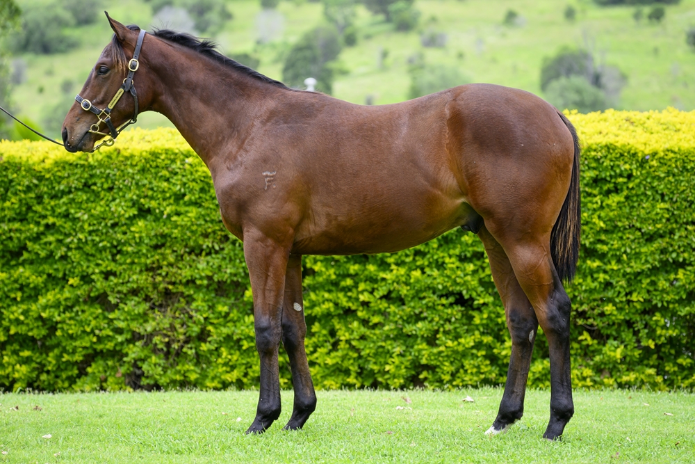 Better Than Ready (AUS) / Serial (AUS) 2024 Colt - Image 1