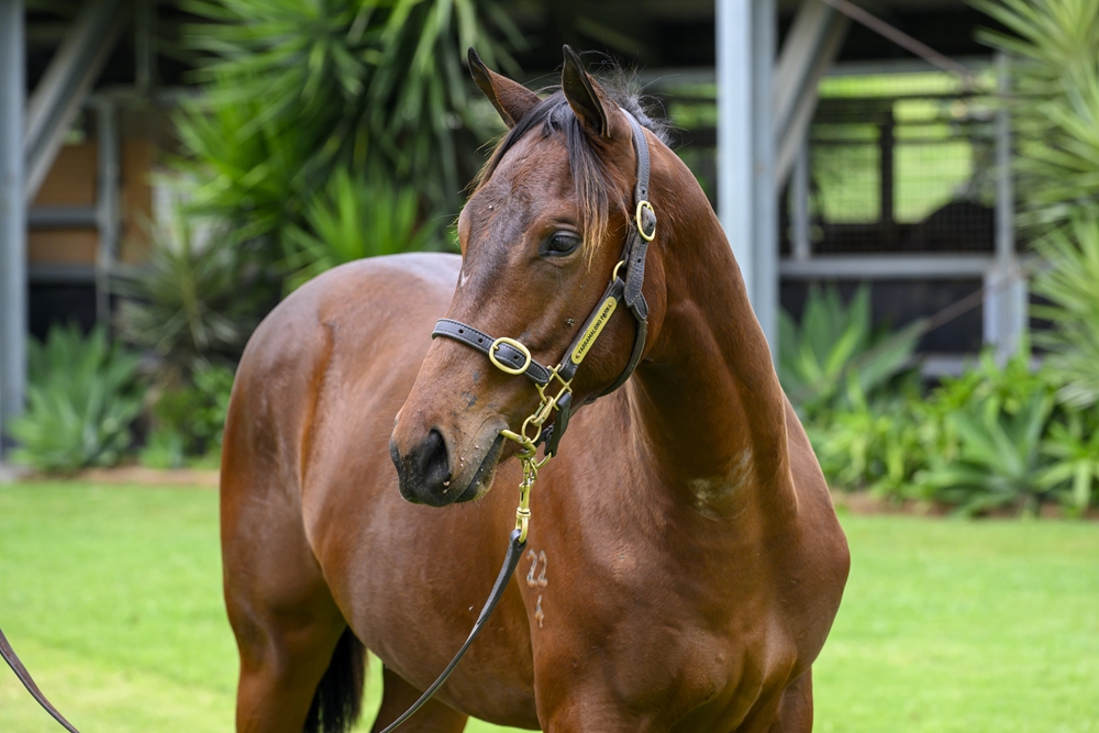 Better Than Ready (AUS) / Serial (AUS) 2024 Colt - Image 2