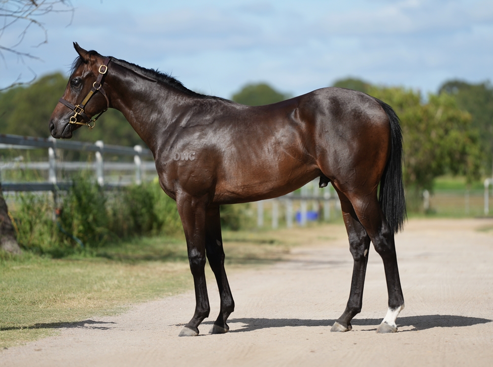 Bivouac (AUS) / Estonia (AUS) 2024 Colt - Image 1