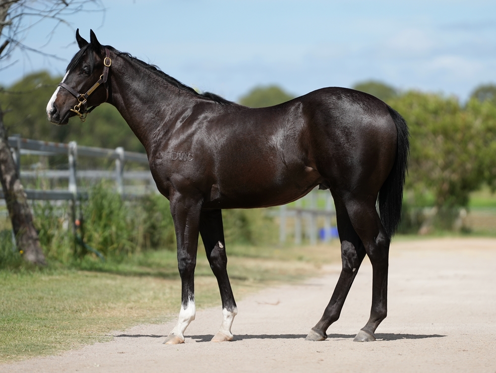 Spirit of Boom (AUS) / Pieetys (AUS) 2024 Colt - Image 1