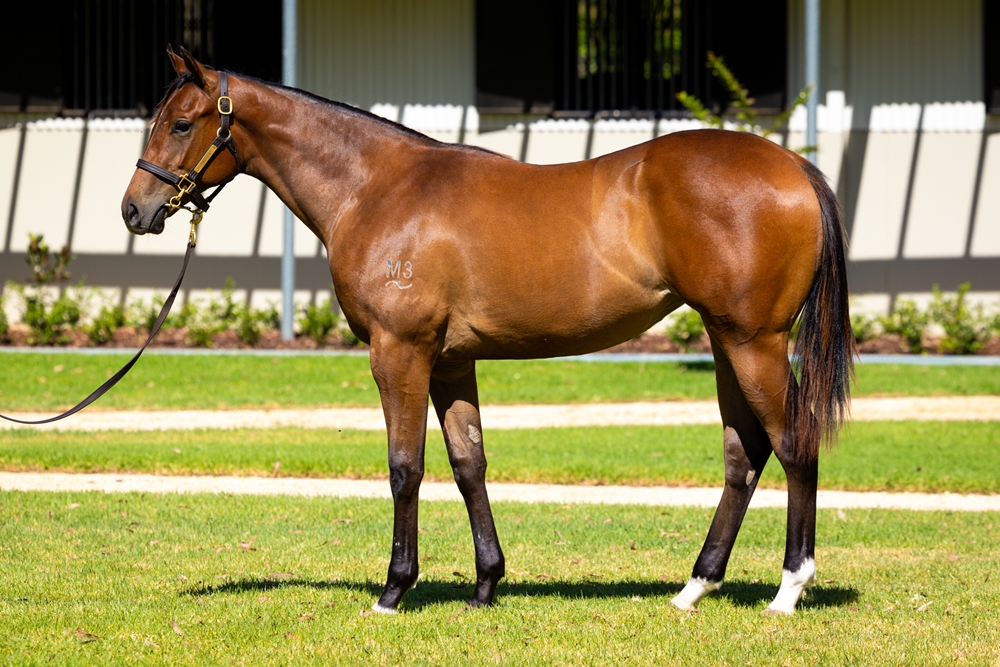 Ole Kirk (AUS) / Miss Wilson (AUS) 2024 Filly - Image 1