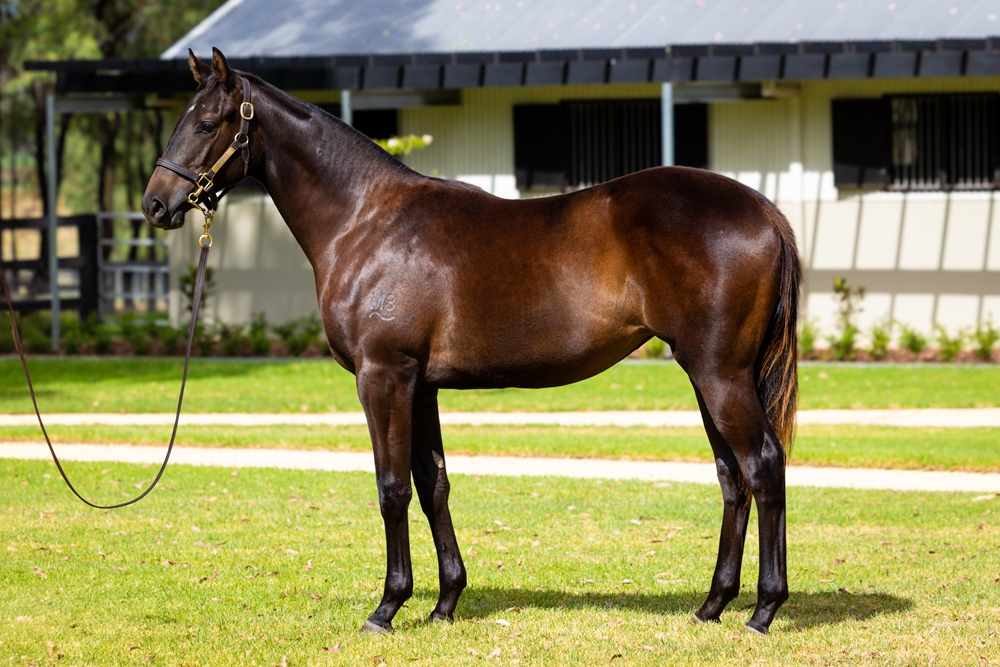 All Too Hard (AUS) / Moss Trip (AUS) 2024 Filly - Image 1