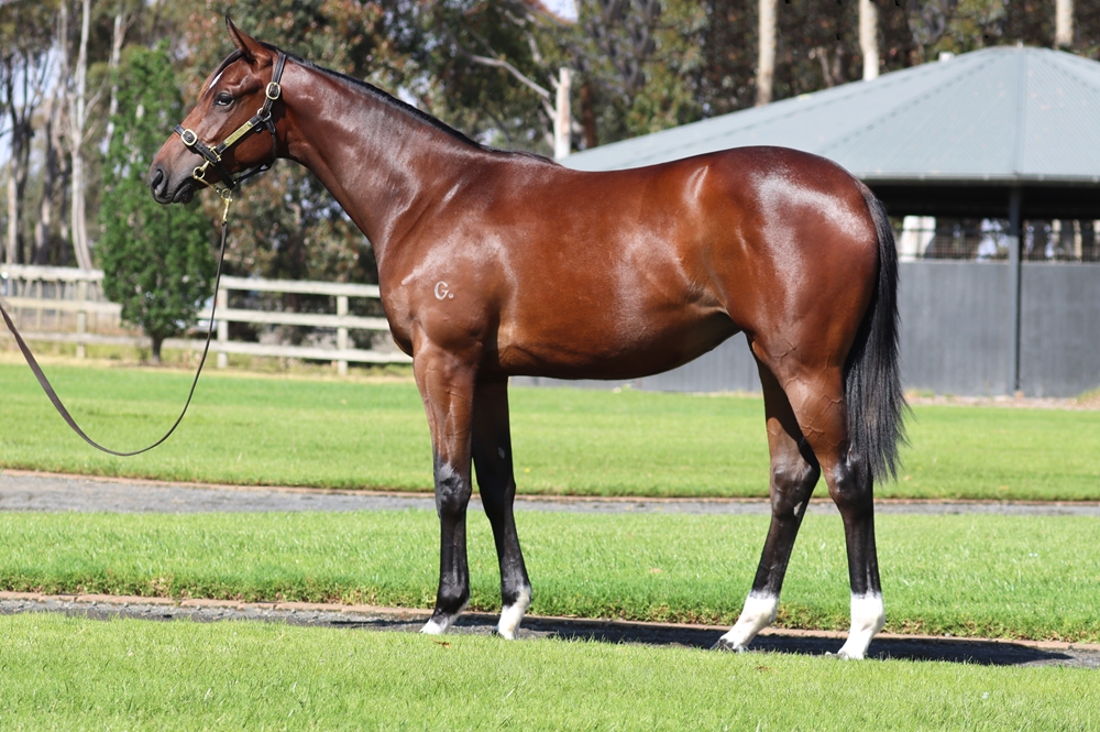 Harry Angel (IRE) / I See Fire (NZ) 2024 Filly - Image 1