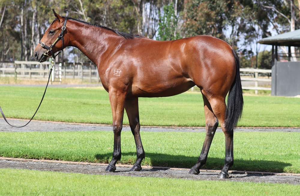Spirit of Boom (AUS) / Premeditated (AUS) 2024 Filly - Image 1
