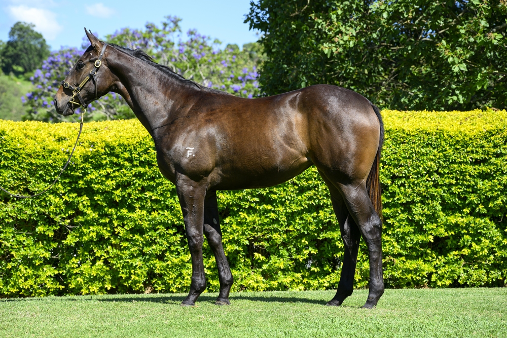Spirit of Boom (AUS) / Pellegrina (AUS) 2024 Filly - Image 1
