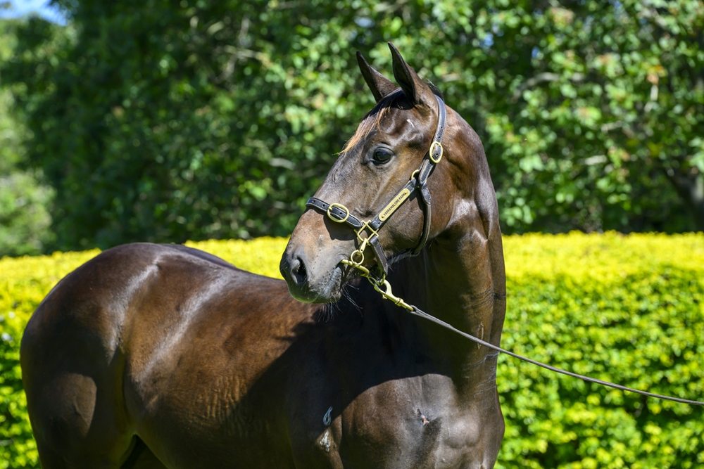 Spirit of Boom (AUS) / Pellegrina (AUS) 2024 Filly - Image 2