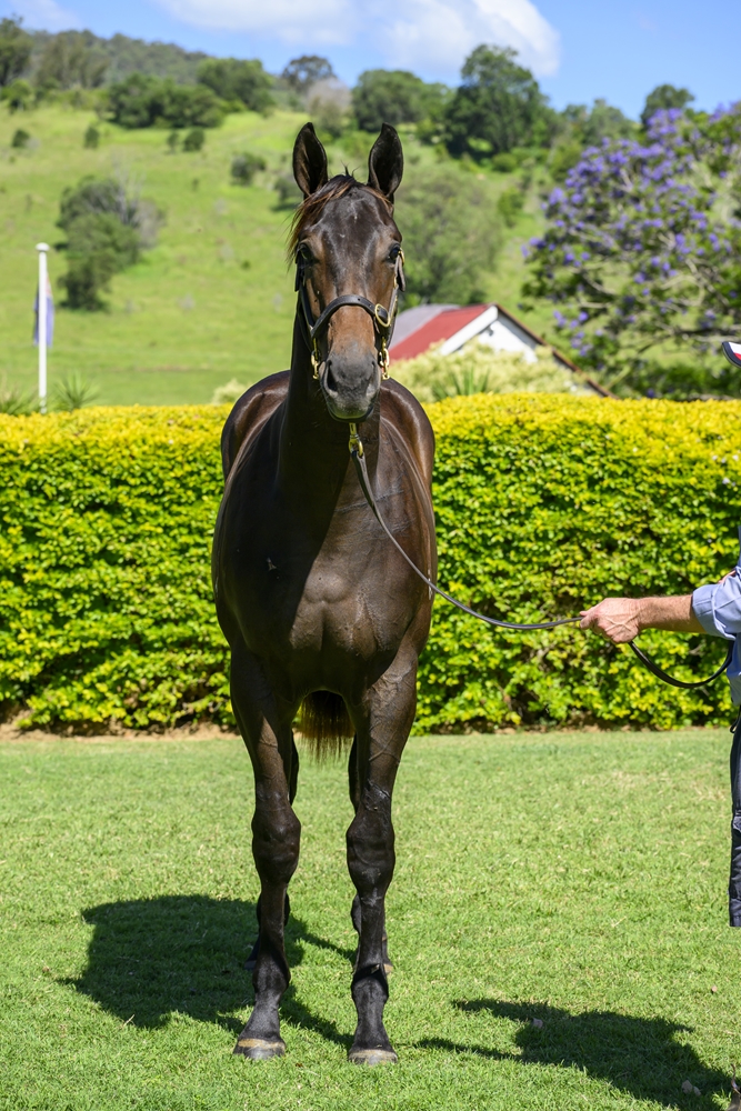 Spirit of Boom (AUS) / Pellegrina (AUS) 2024 Filly - Image 3