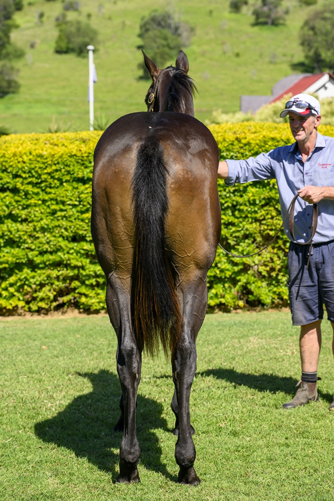 Spirit of Boom (AUS) / Pellegrina (AUS) 2024 Filly - Image 4