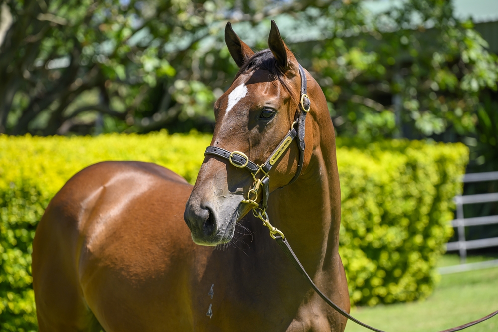 Better Than Ready (AUS) / Intensity (AUS) 2024 Filly - Image 2