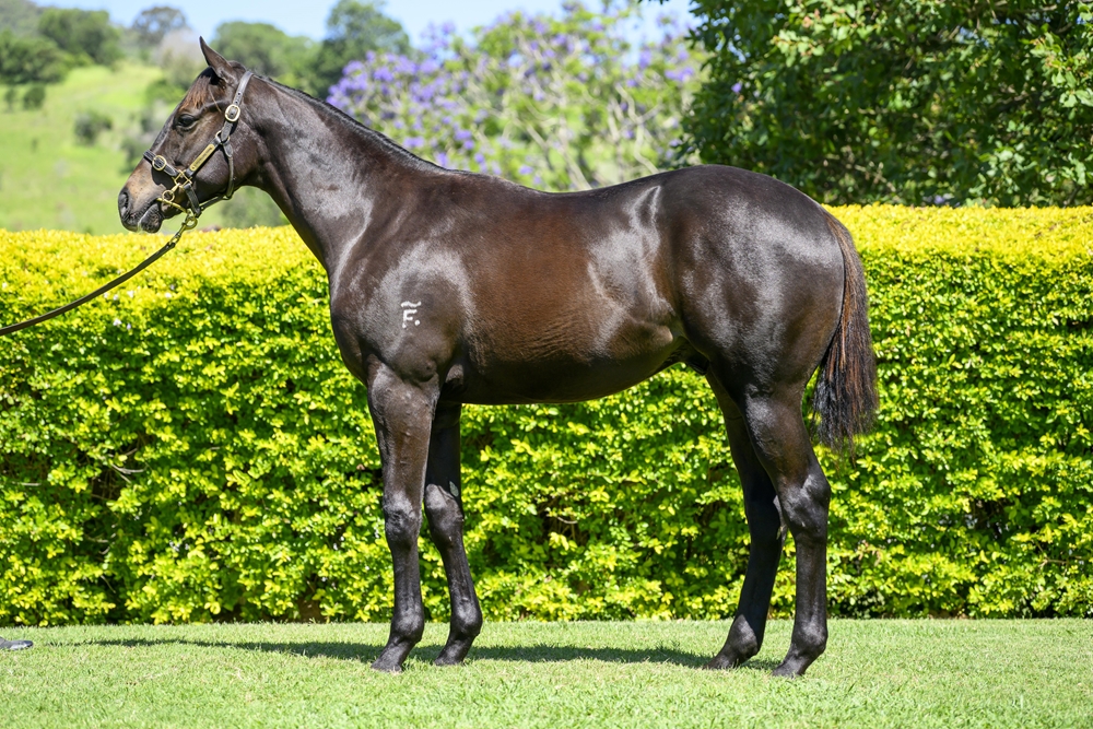 Better Than Ready (AUS) / La Tikka Rosa (AUS) 2024 Colt - Image 1