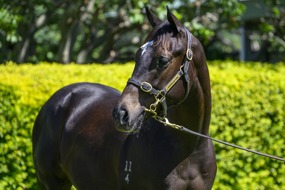 Better Than Ready (AUS) / La Tikka Rosa (AUS) 2024 Colt - Image 2