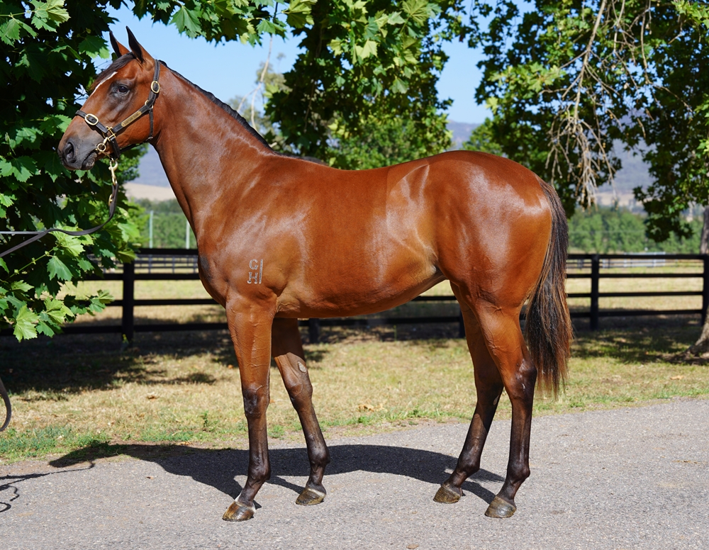 Snitzel (AUS) / Yesterjoy (AUS) 2024 Filly - Image 1